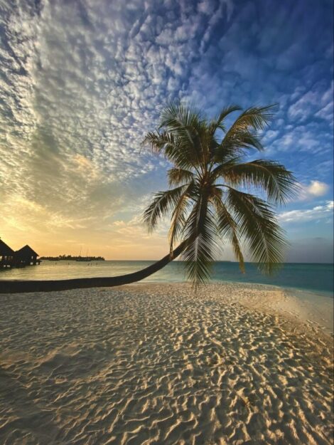 Sunset and palm3
